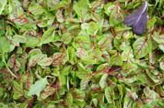 Obr�zok (2)