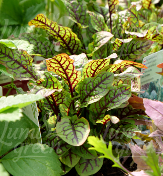 Obr�zok (3)
