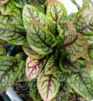 Obr�zok (4)