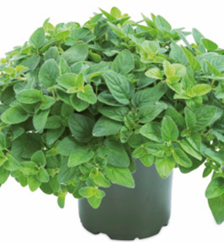 Dobromysl obecn (Oregno) MARGERITHA kont. 1 l