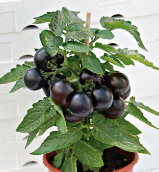 Raj�e �PURPLE BOY�, kont. 1 l