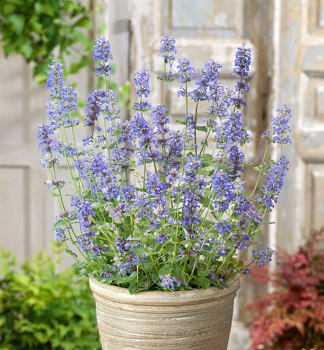 Obrázok (8) Obrázok (8)