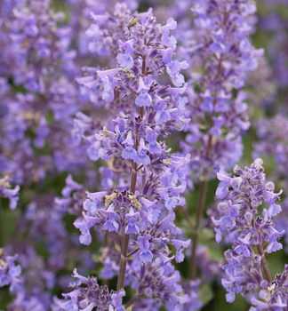 Obrázok (10) Obrázok (10)