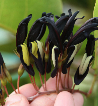 Kennedia černá, 40-50 cm, kont. 3 l