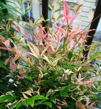 Nandina domc 'TWILIGHT' 30-40 cm, kont. 2 l