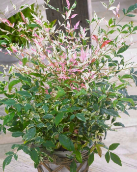 Obrzok (1)