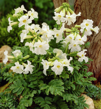 Dvojostnice (Incarvillea delavayi) �SNOWTOP� kont. 2 l