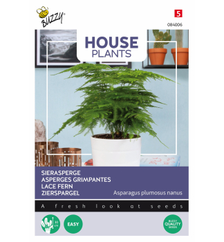 Semena -HOUSE Okrasn chest 'LACE FERN'