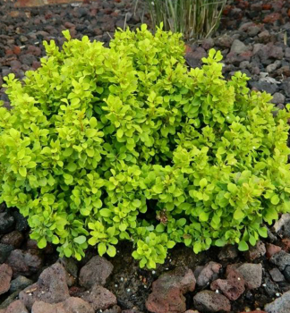 Dil Thunbergv TINY GOLD 10-15 cm, kont. 2,5 l