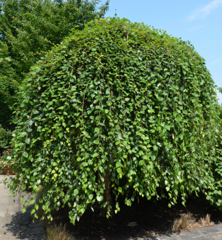 B��za �ern� �SUMMER CASCADE� na km�nku 180 cm, kont. 25 l