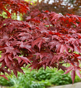 Javor dlanitolist� �FIREGLOW� 50-60 cm, kont. 3 l