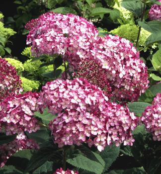 Hortenzie stromkovit RUBY ANNABELLE 50-60 cm, kont. 4 l
