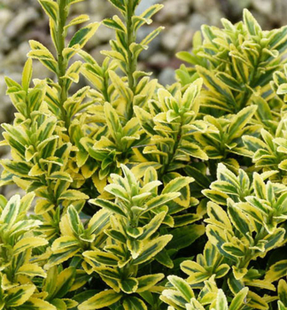 Brslen jap. MICROPHYLLUS AUREOVARIEGATUS 20-30 cm, kont. 3 l