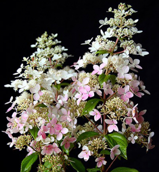 Hortenzie latnat� �CONFETTI� 30-40 cm, kont. 2,5 l