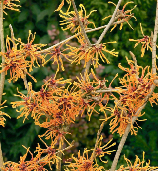 Vil�n prost�edn� �APHRODITE�, 50-60 cm, kont. 4 l