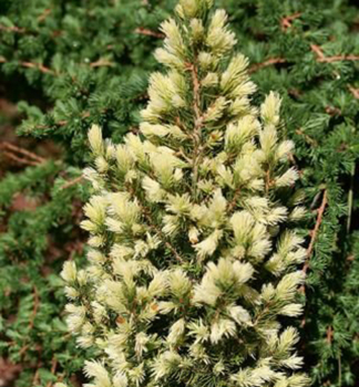 Obrzok (9)