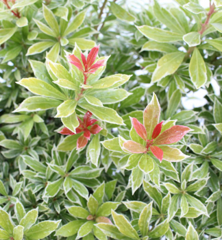 Pieris japonsk  LITTLE GOLDY 20-30 cm, kont. 2 l