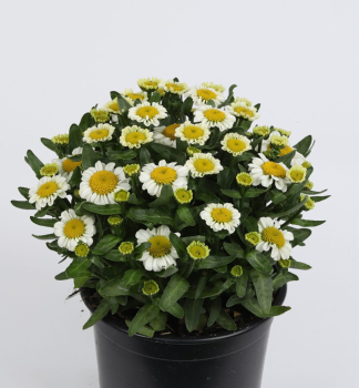 Obr�zok (2)