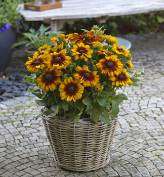 T�apatka (Rudb�kia) �SUNBECKIA�LUNA�, kont. 0,5 l