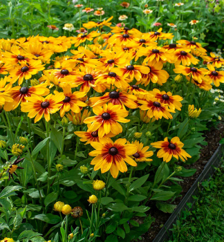 T�apatka (Rudb�kia) �SUNBECKIA�LUNA�, kont. 0,5 l