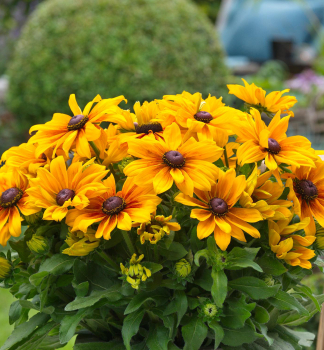 T�apatka (Rudb�kia) �SUNBECKIA�MARILYN�, kont. 0,5 l