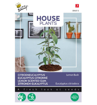 Semen - HOUSE EUKALYPTUS CITRNOV