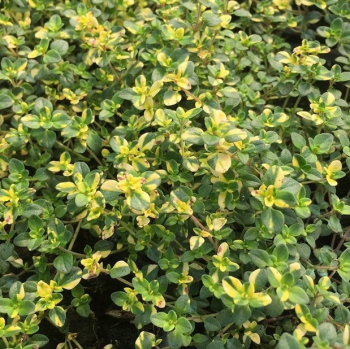 Obrázok (5) Obrázok (5)