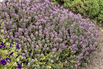 Obrázok (6) Obrázok (6)