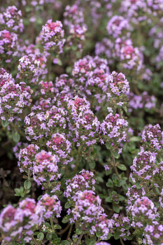 Obrázok (7) Obrázok (7)