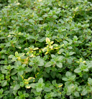 Obrzok (4)