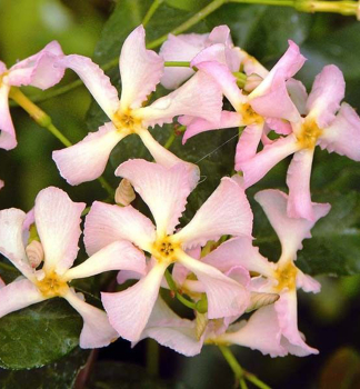 Jasmn stlezelen STAR OF SICILY 40-50 cm, kont. 1,5 vyvzan