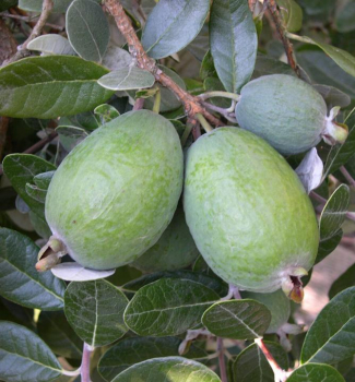 Fejchoa (Ananasová Guava) 50-60 cm, kont. 2 l 