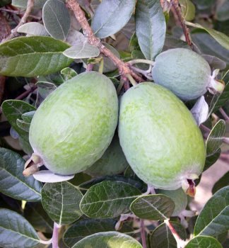 Fejchoa (Ananasová Guava) 50-60 cm, kont. 2 l 
