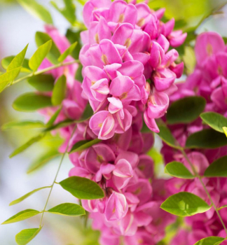 Ak�t �CASCQUE ROUGE� 270-280 cm, kont. 12 l