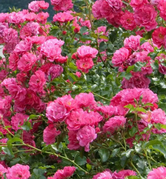Růže půdopokryvná ´NOATRAUM´ 15-20 cm, kont. 1,4 l