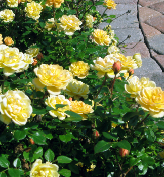 Růže půdopokryvná ´YELLOW FAIRY´ 20-30 cm, kont. 1,5 l