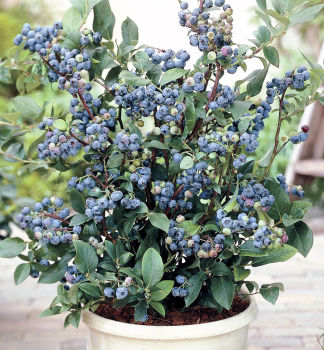 Kanadsk borvka balkonov SUNSHINE BLUE 50-60 cm, kont. 2,5 l