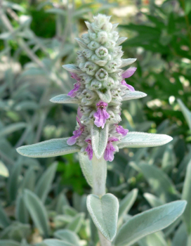 Obrzok (1)