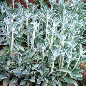 Obrzok (2)
