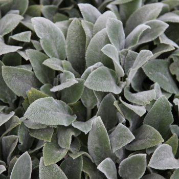 Obrzok (4)