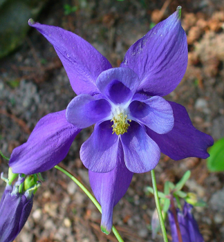 Obrzok (1)