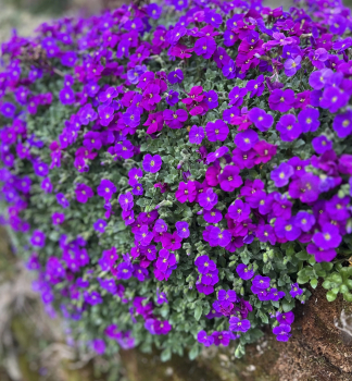 Ta�i�ka �AUDREY PURPLE SHADES� kont. 1 l