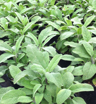 alvj lkask GROWERS CHOICE, kont. 0,5 l