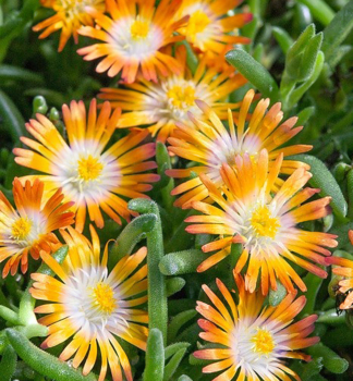 Obrzok (7)