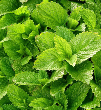 Medu�ka l�ka�sk�, kont. 1,5 l