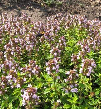 Tymi�n obecn� �SHEPHERDS� kont. 0,5 l