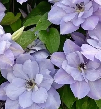 Plamnek velkokvt BLUE COTILLION 40-50 cm, kont. 1,6 l