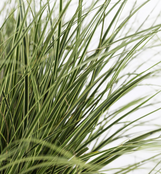 Ostice japonsk AUREOVARIEGATA 40-50 cm, kont. 2 l