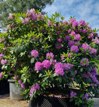 Pnink hybridn CATAWBIENSE BOURSAULT 40-50 cm, kont. 5 l