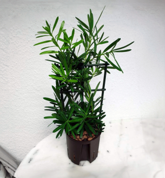 Nohoplod velkolist 40-50 cm, kont. 3 l